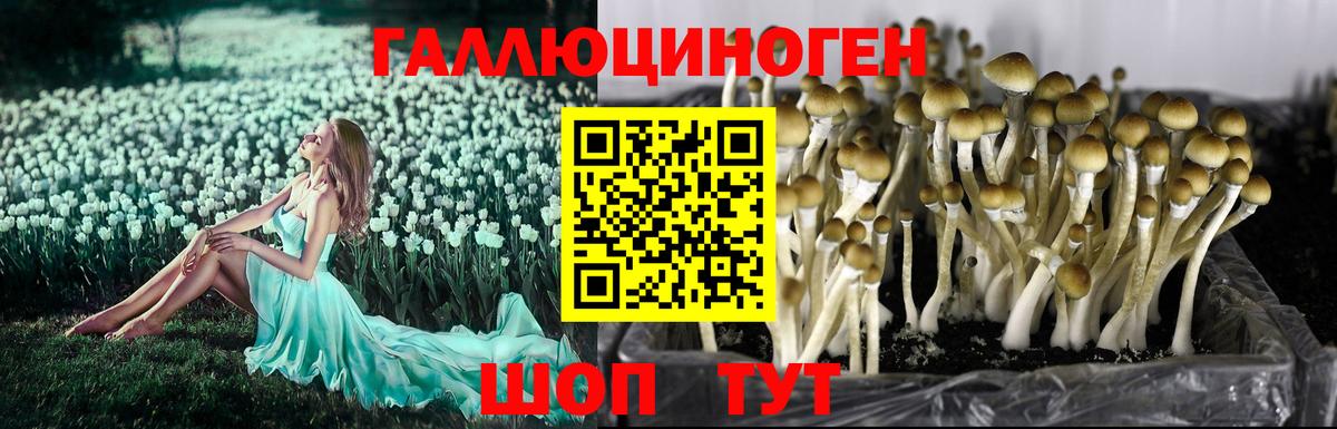 Елец  Псилоцибиновые грибы ЛСД  наркота  Вход с VPN 